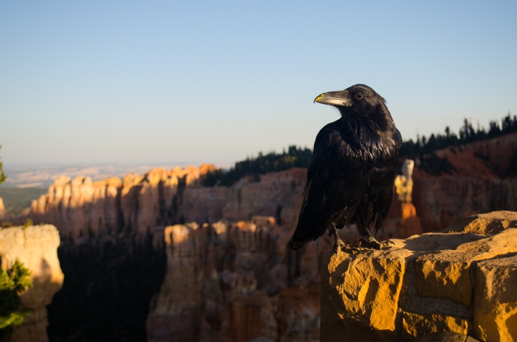 Il corvo di Bryce Canyon