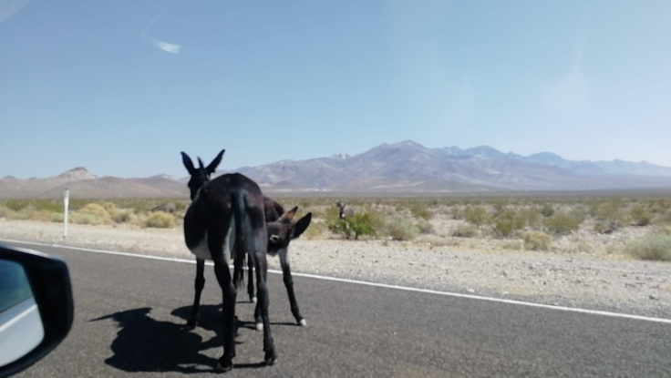 I burros della Death Valley